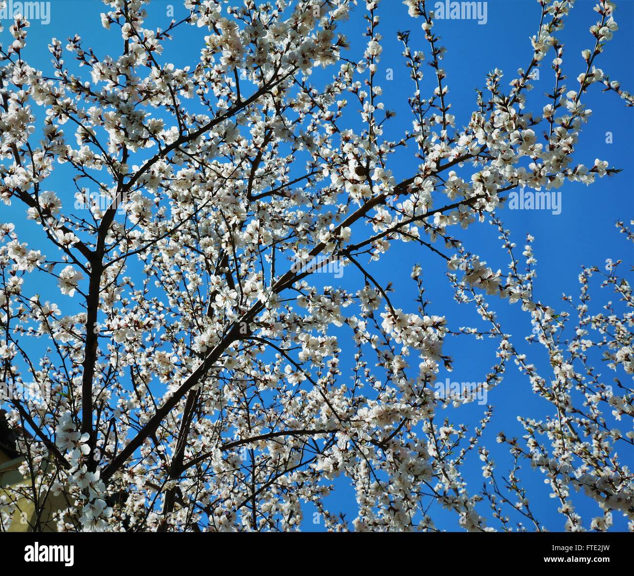 Bella bianco fiori di ciliegio e blu cielo in una bella giornata di primavera Foto Stock