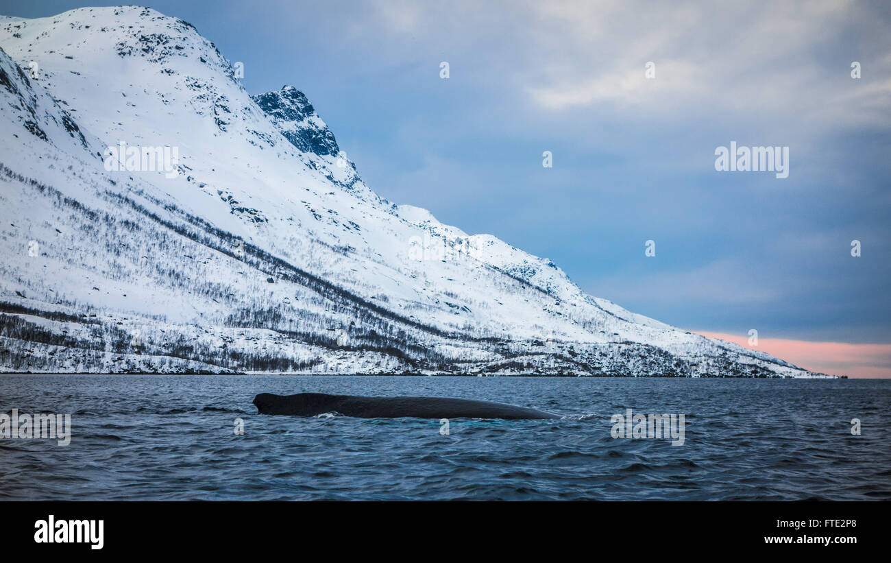 Humpback Whale in Ersfjord, Kvaloya, nei pressi di Tromso Norvegia settentrionale Foto Stock