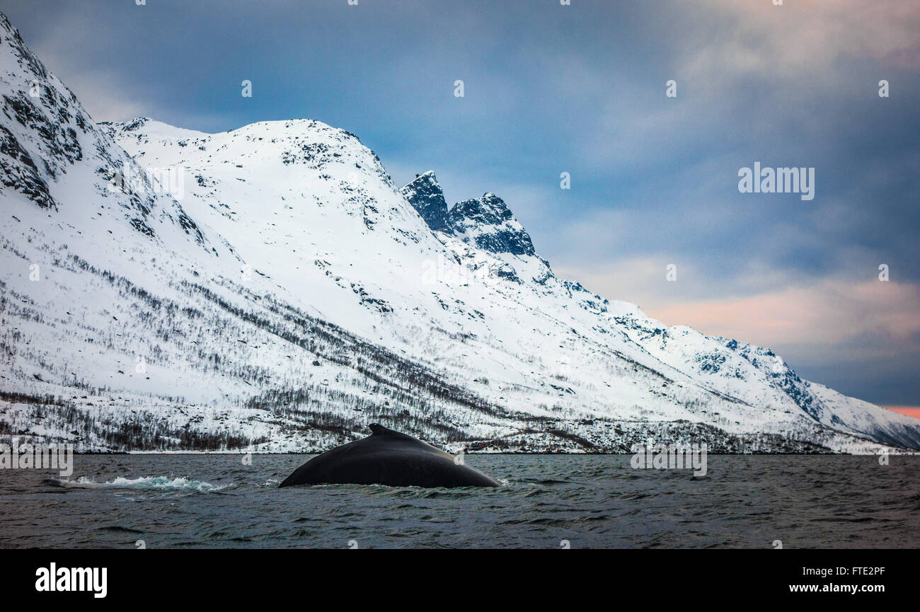 Humpback Whale in Ersfjord, Kvaloya, nei pressi di Tromso Norvegia settentrionale Foto Stock