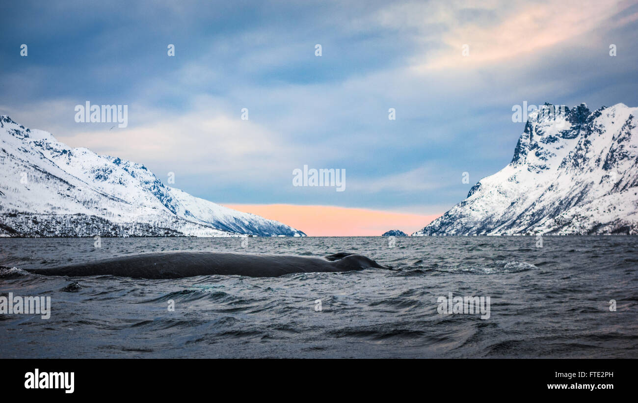 Humpback Whale in Ersfjord, Kvaloya, nei pressi di Tromso Norvegia settentrionale Foto Stock