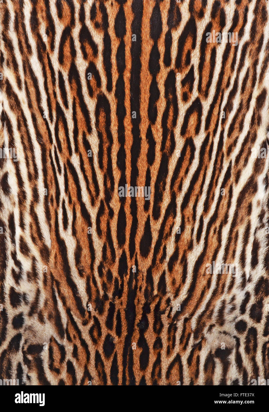 Le pellicce di sfondo di Leopard Foto Stock