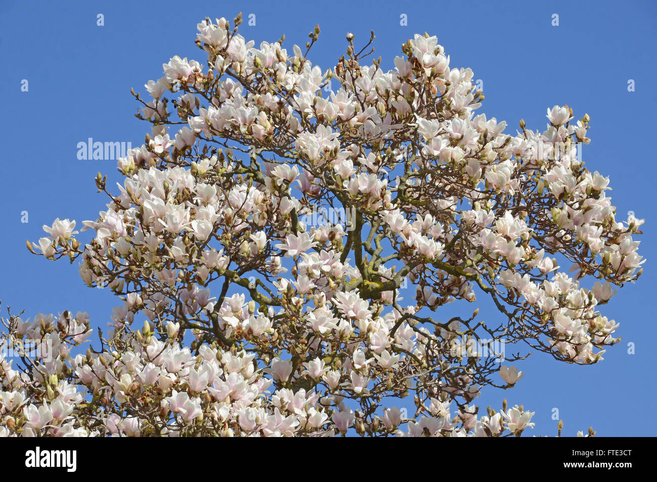 Fiorito albero di magnolia sfondo Foto Stock