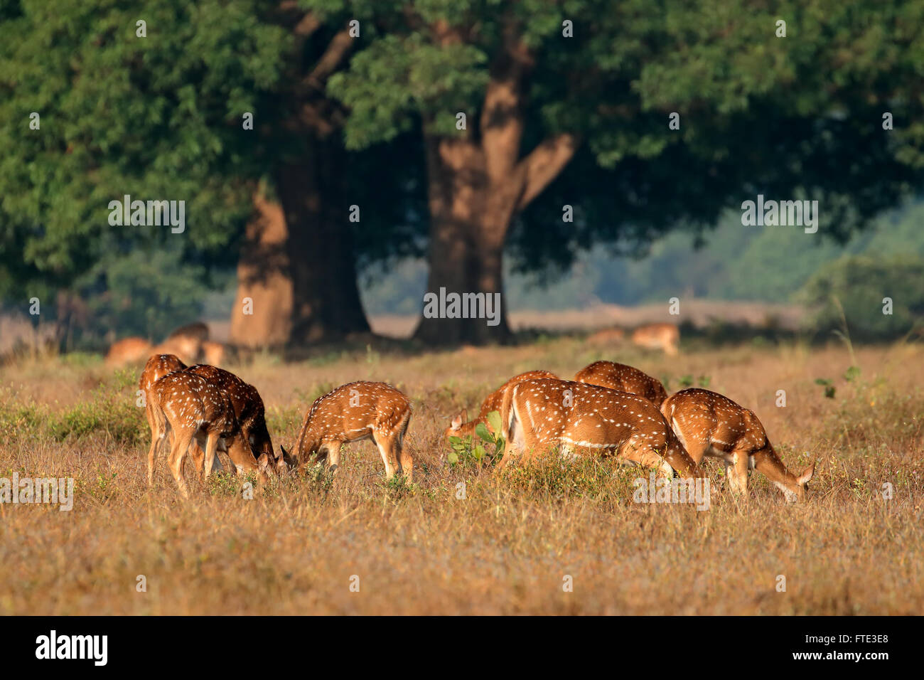 Gruppo di spotted cervo o chital (asse asse) in habitat naturale, Parco Nazionale di Kanha, India Foto Stock