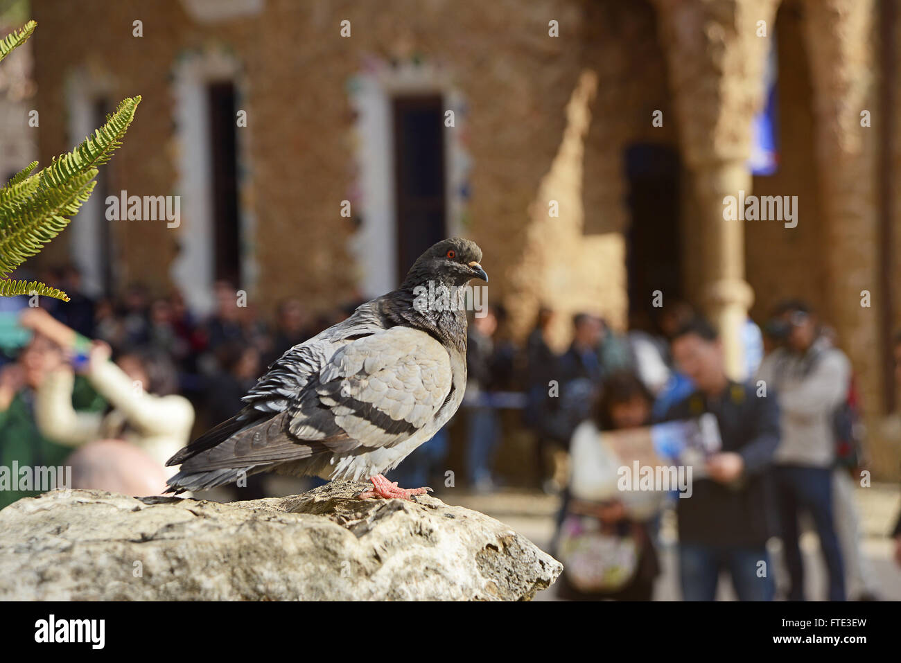 Barcellona, Spagna - 28 dicembre 2015: Colomba nel Parco Guell Foto Stock