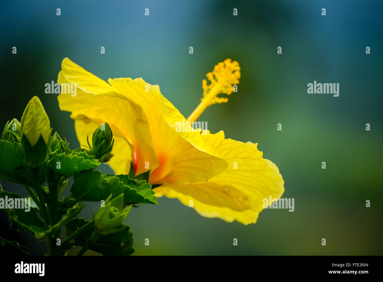 Fiori tropicali Foto Stock