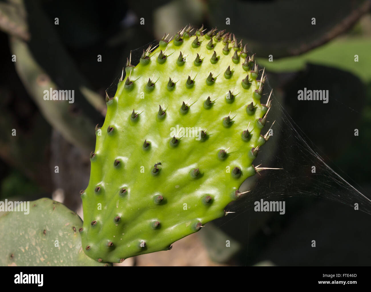 Foto di un nuovo ficodindia foglia sul vecchio stabilimento Foto Stock