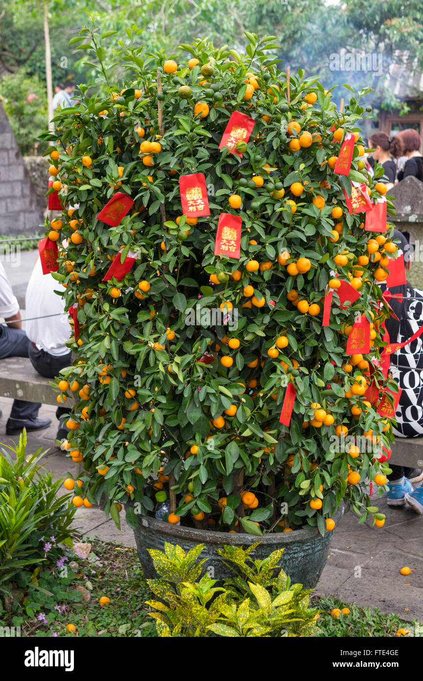 Kumquat cuscinetto albero di frutta e con il tradizionale rosso cinese di Nuovo Anno decorazioni sull'isola di Hainan in Cina. Foto Stock