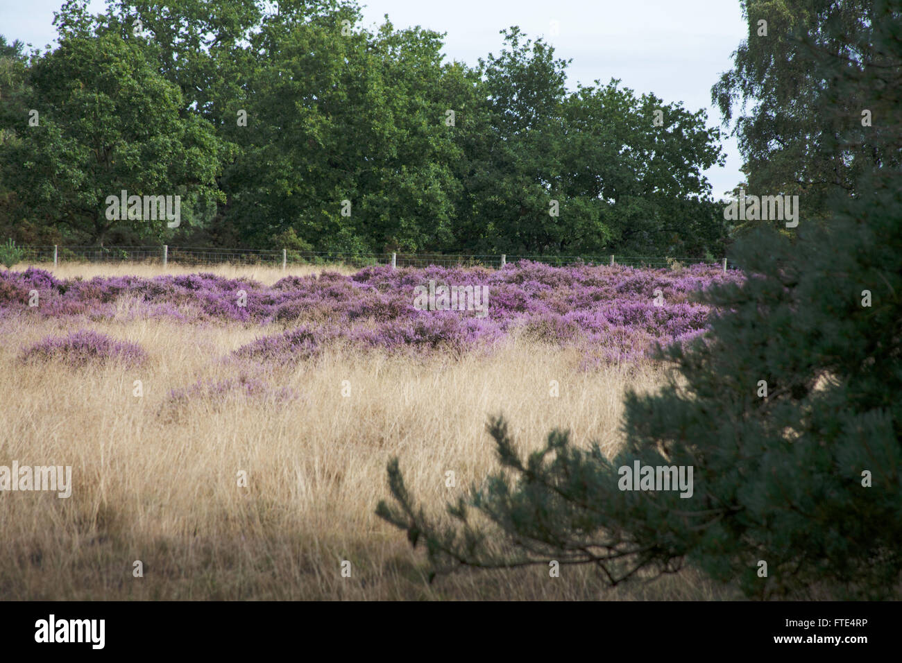 Woodhall Spa Airfield Riserva Naturale Woodhall Spa Lincolnshire Inghilterra Foto Stock