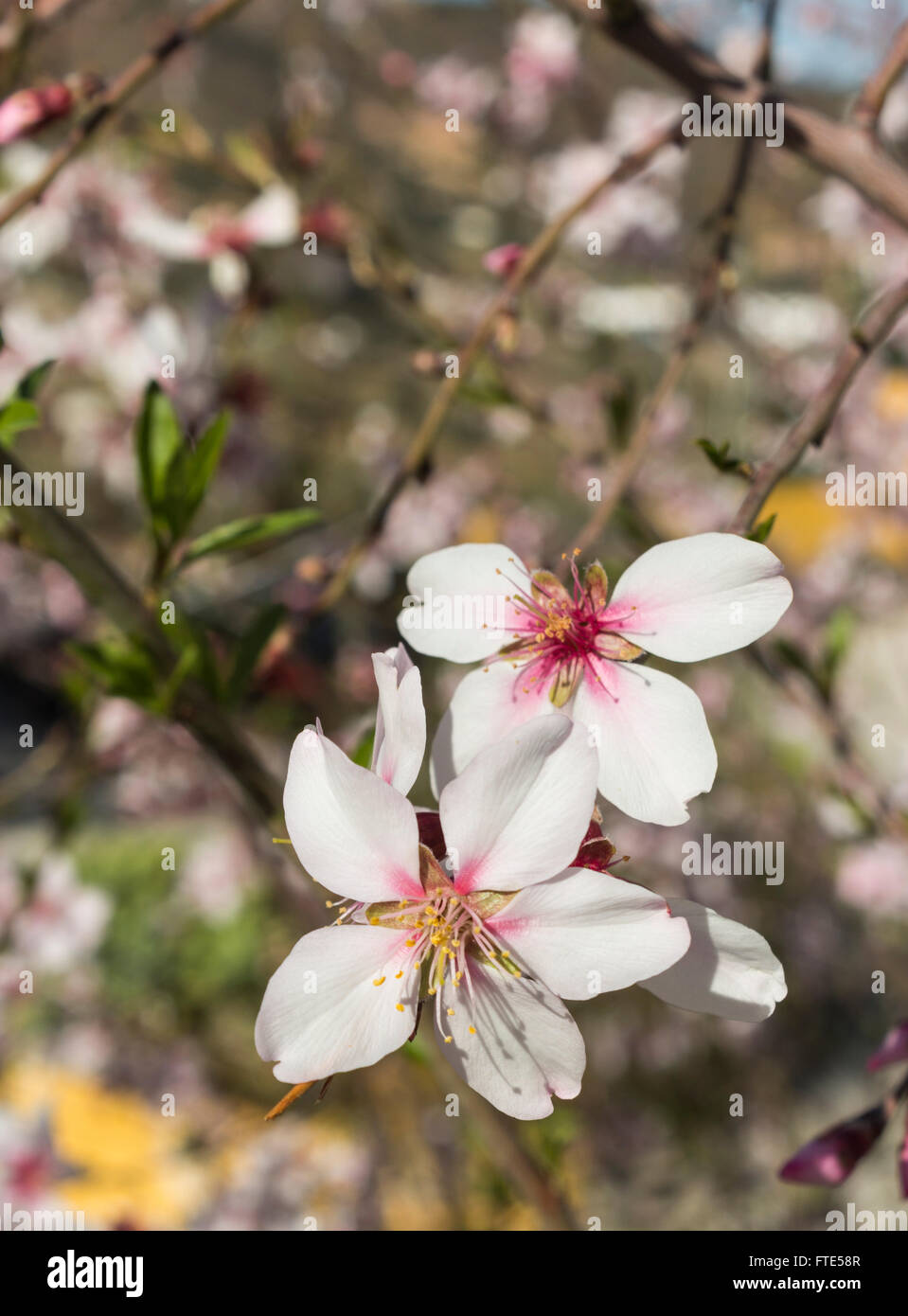 Fiore di mandorla, Prunus dulcis in fiore in Spagna, primavera. Foto Stock