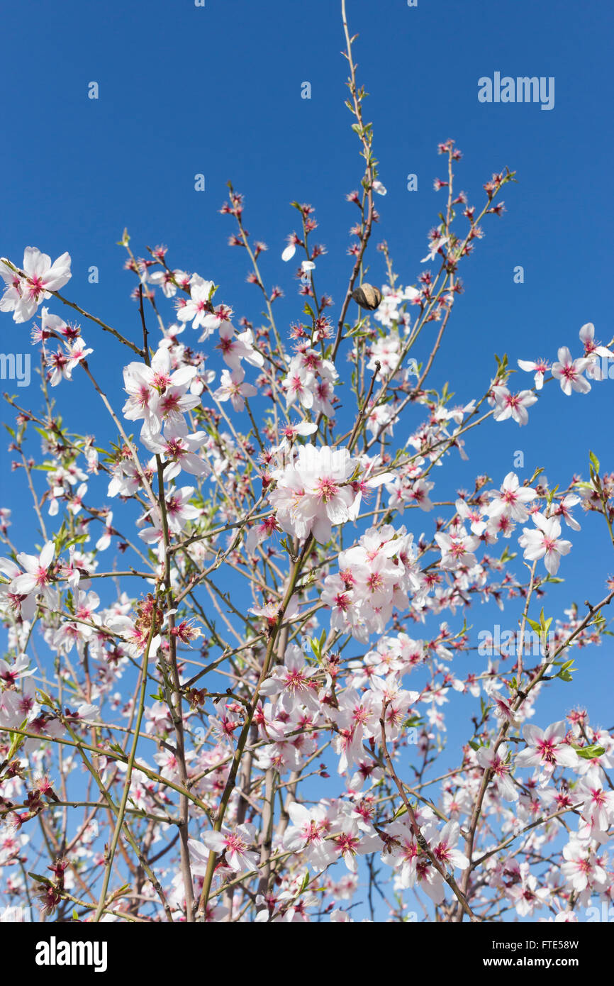 Fiore di mandorla, Prunus dulcis in fiore in Spagna, primavera. Foto Stock