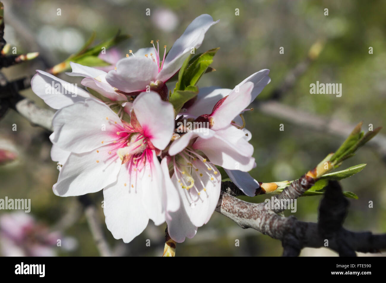 Fiore di mandorla, Prunus dulcis in fiore in Spagna, primavera. Foto Stock