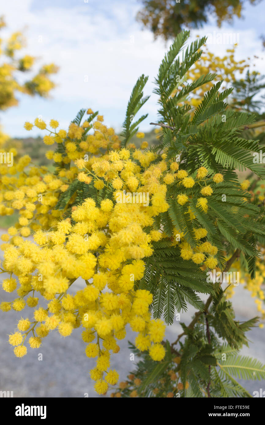 Alberi di Mimosa in fiore, in Spagna, in primavera. Foto Stock