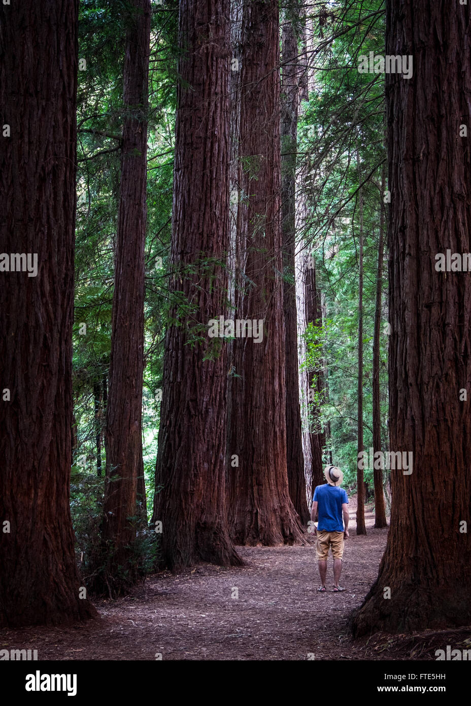 Un uomo osservando il Redwood (Sequoia) alberi nella Foresta di Redwood in Rotorua Foto Stock