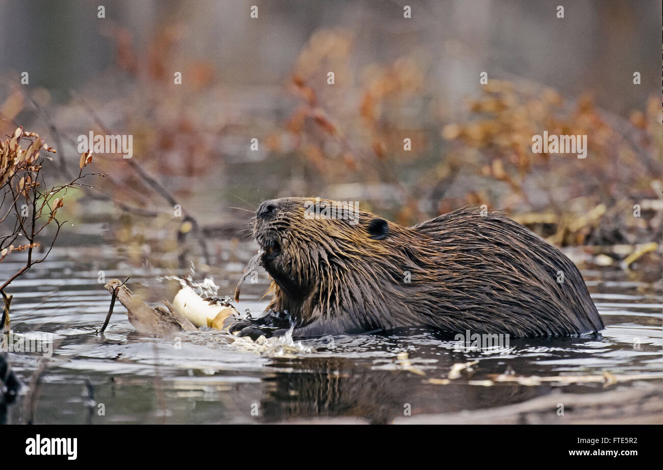 Beaver corteccia dal registro Foto Stock
