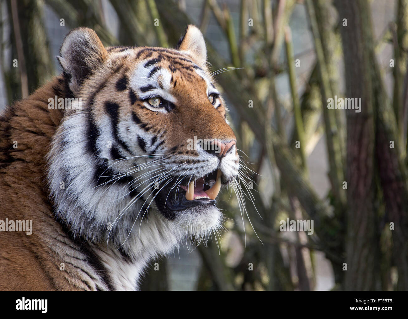 Maschio (Amur Siberian) tiger Foto Stock