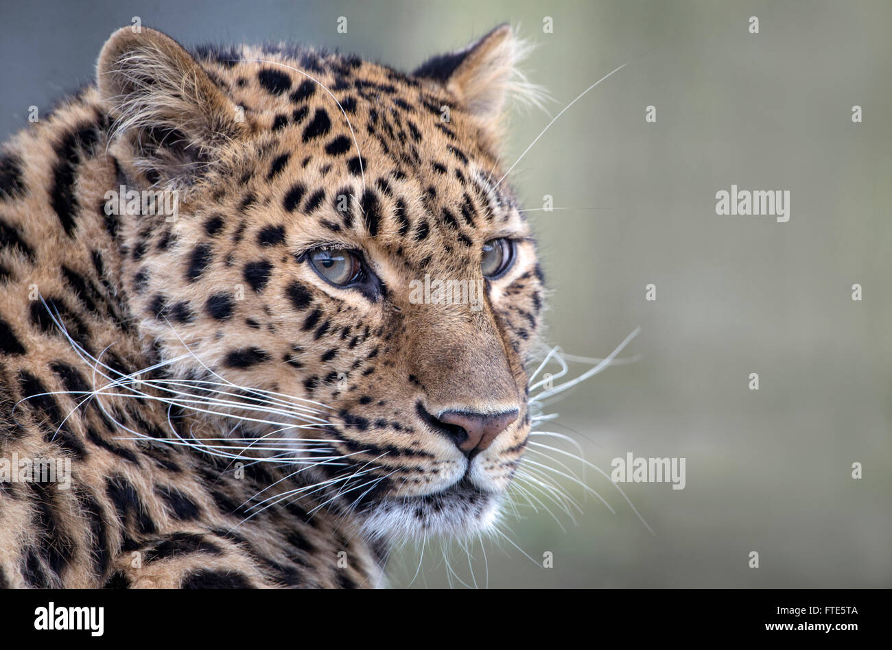 Femmina di Amur leopard (colpo alla testa) Foto Stock