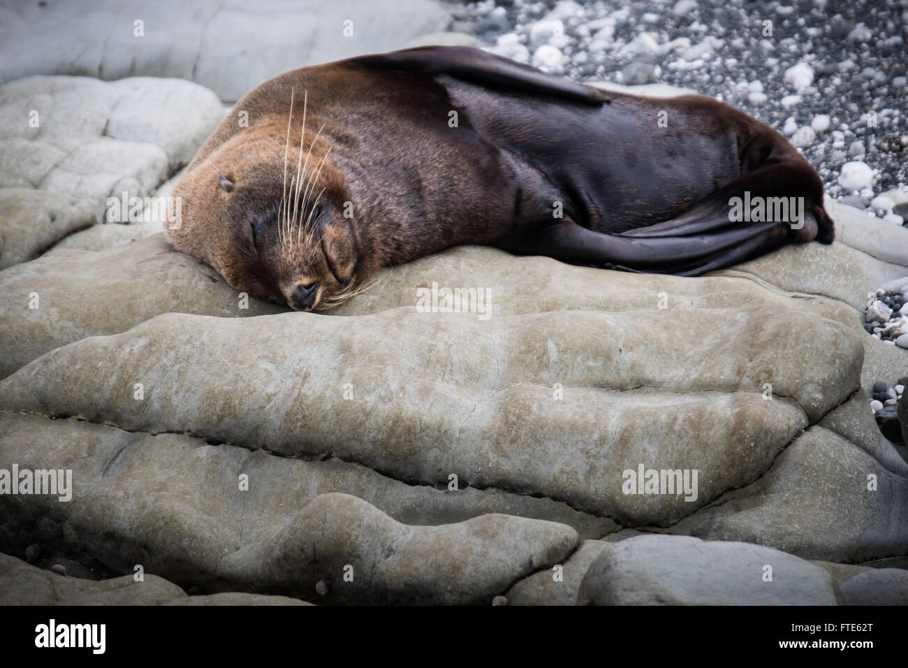 Nuova Zelanda le foche in appoggio sulle rocce a penisola a Kaikoura Foto Stock