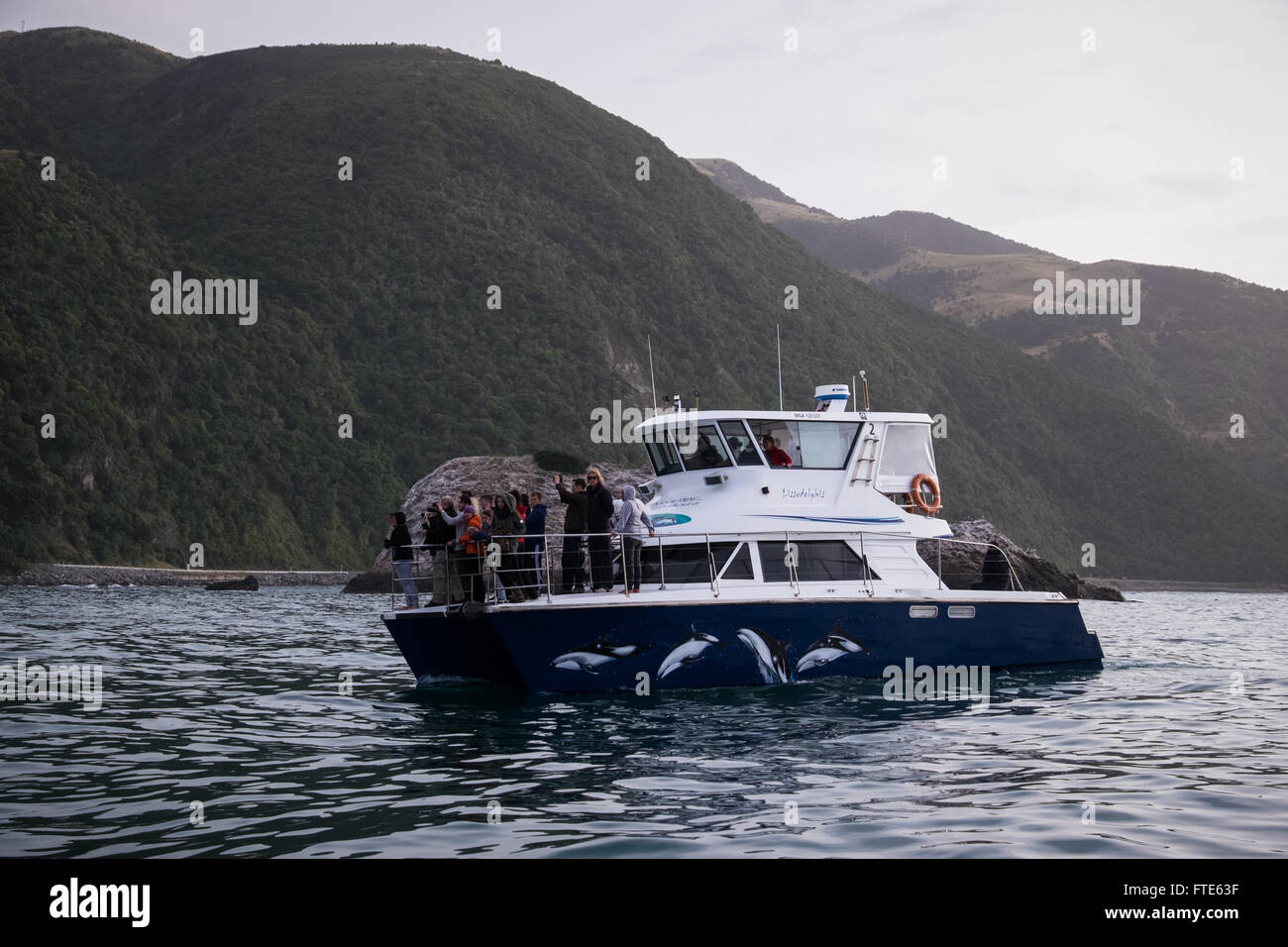 Incontro con i delfini vaso, 'Lissodelphis' fuori dalla Nuova Zelanda costa vicino a Kaikoura Foto Stock