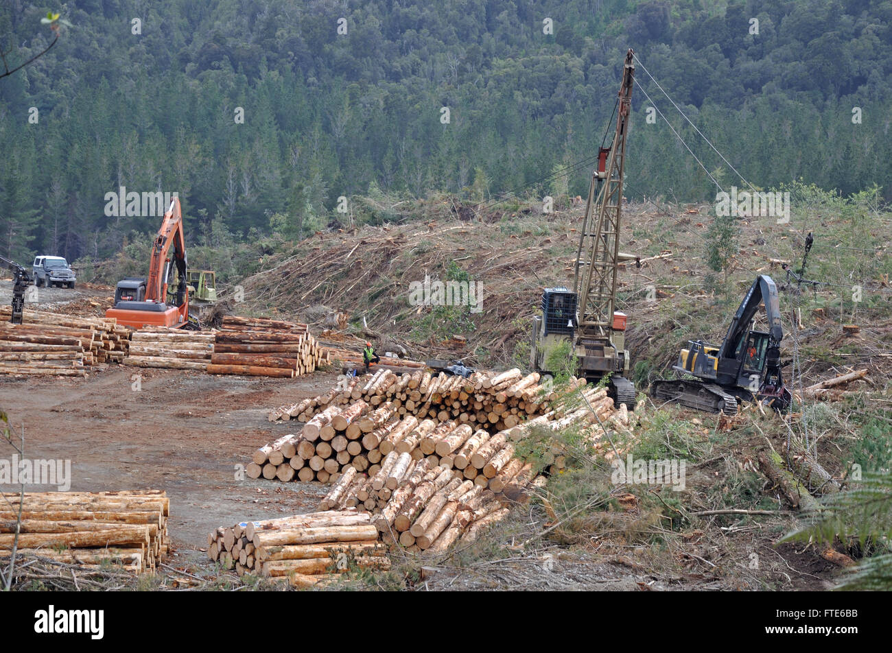 Un registro del trasportatore trascina Pinus radiata sul pianerottolo in corrispondenza di un sito di fresatura nella foresta esotica della costa ovest della Nuova Zelanda Foto Stock
