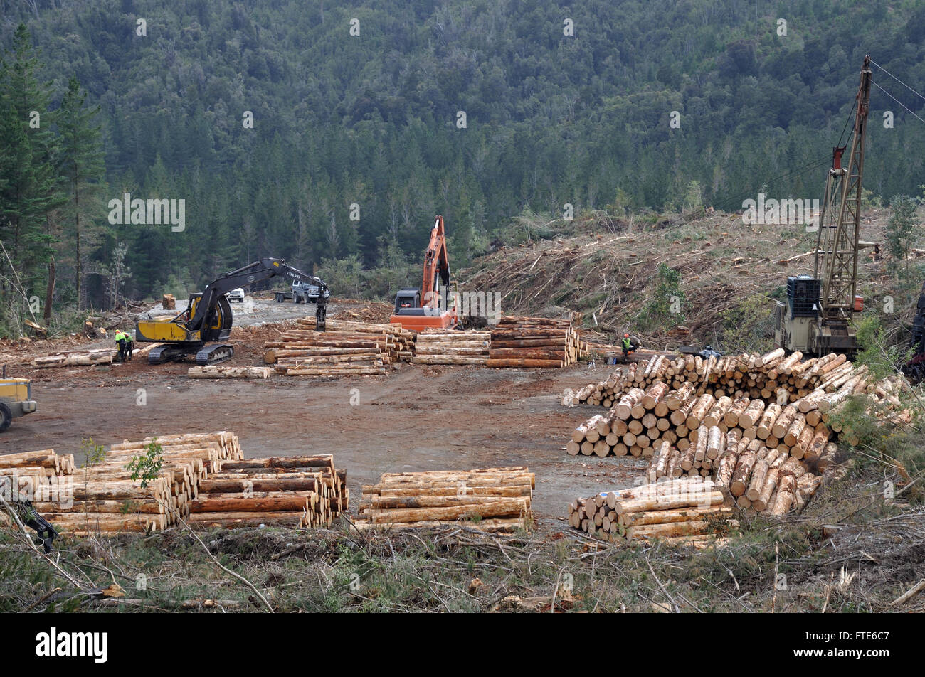 Un registro del trasportatore trascina Pinus radiata sull'atterraggio a un ordine del sito di fresatura nella foresta esotica sulla costa ovest Foto Stock