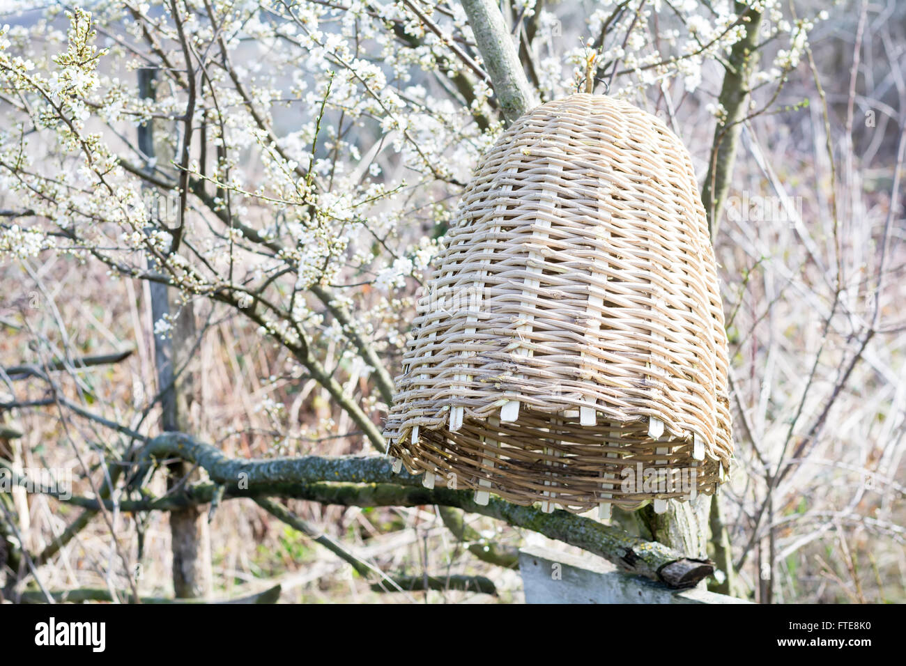 Artigianale di alveare per cattura di sciami di api in natura Foto Stock