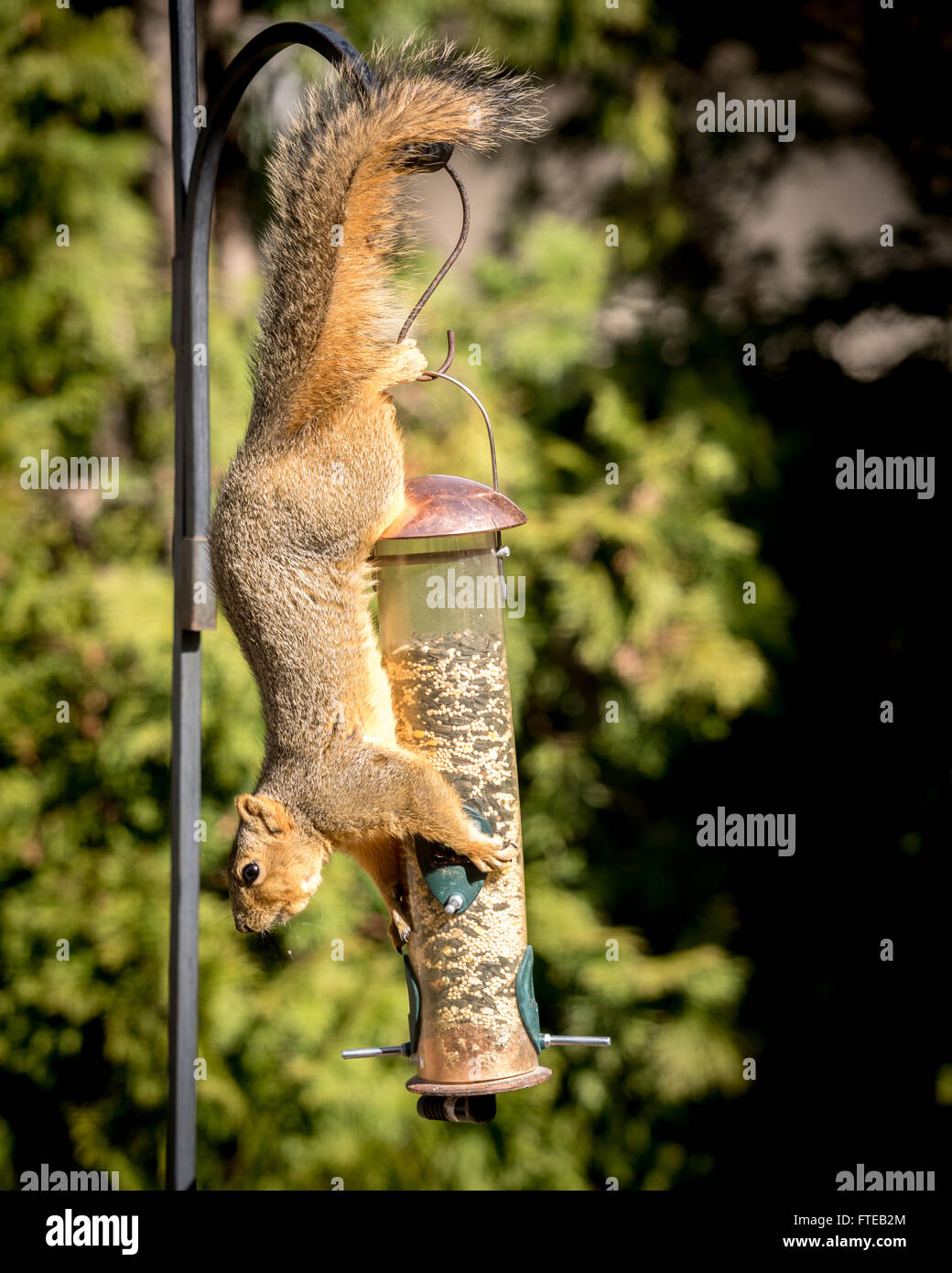 Lo scoiattolo mani da un Bird Feeder mangiare i suoi semi Foto Stock