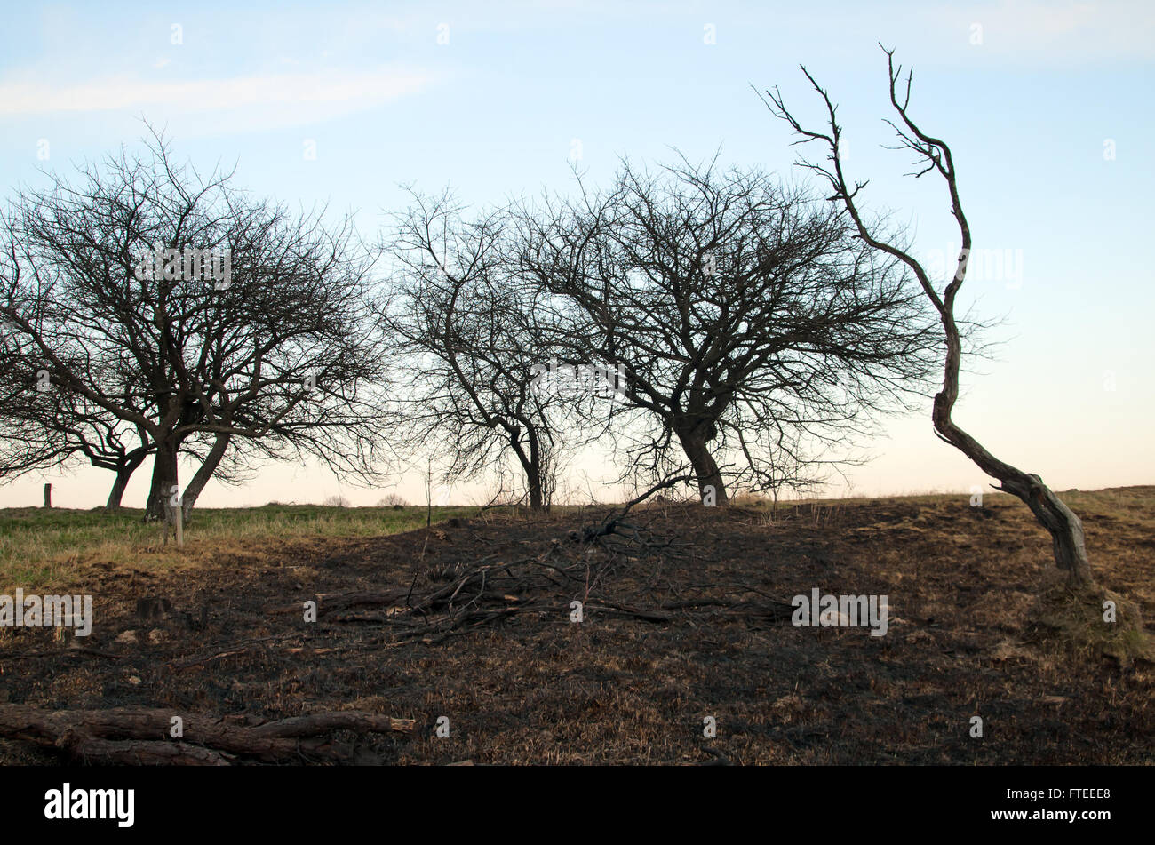 Trunk annerita mostra segni di raging forest fire Foto Stock