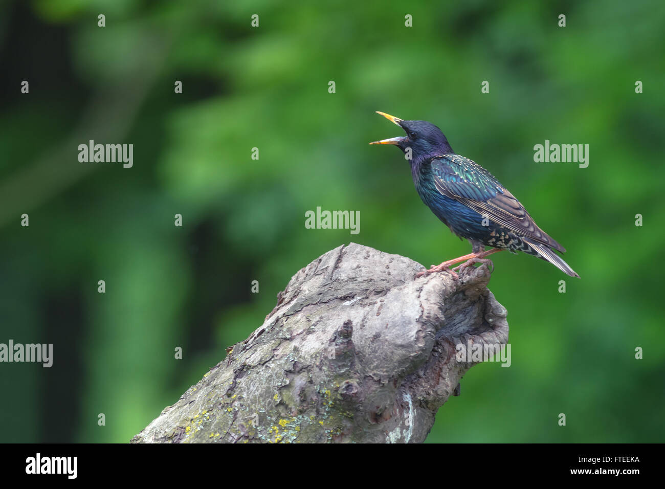 Starling su albero in giardino Foto Stock