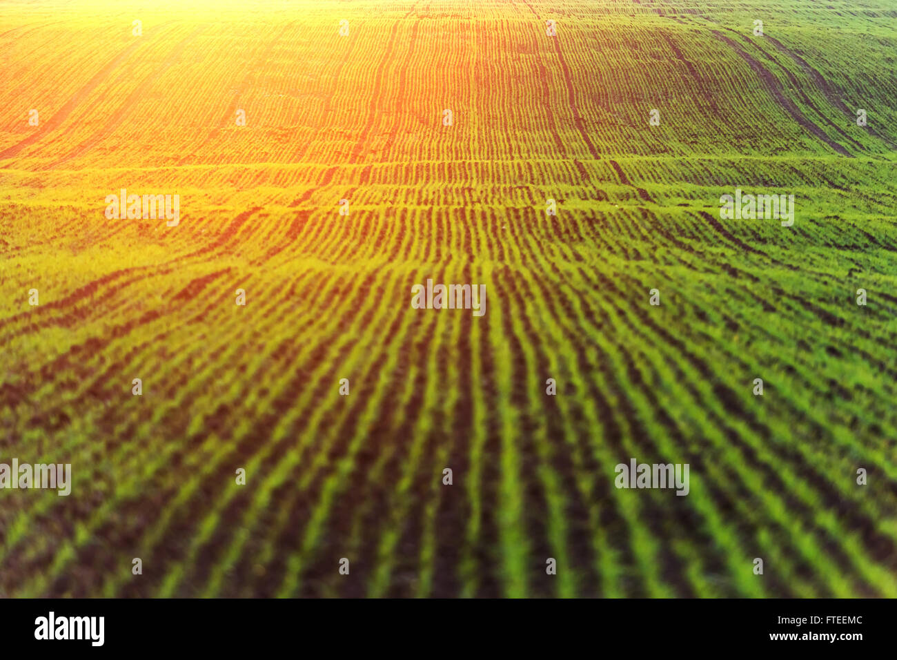 Giallo campo di grano e al tramonto Foto Stock