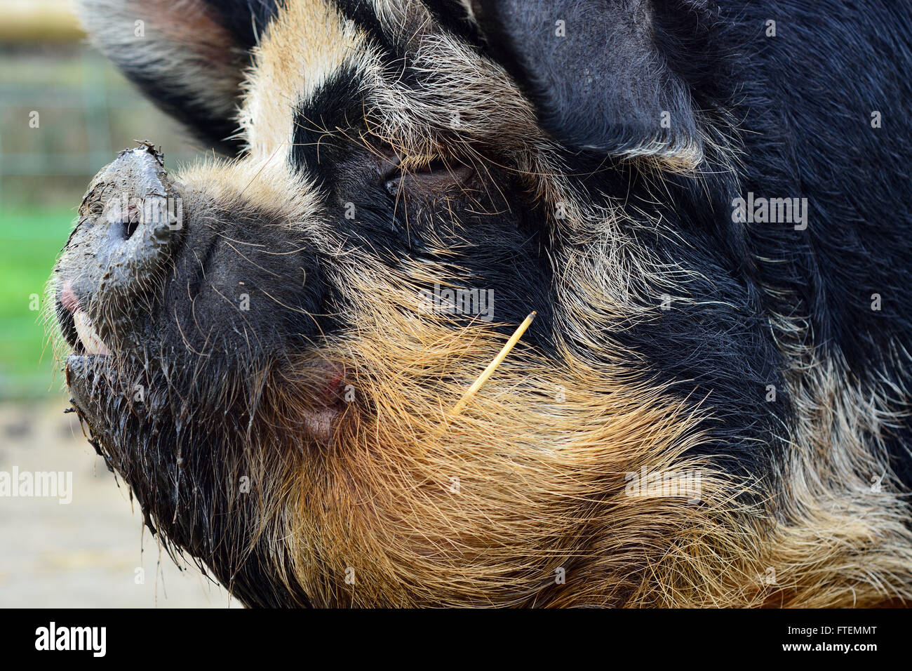 Maiale Kunekune colpo alla testa. Un insolito razza rara di maiale di piccole dimensioni che mostra il dettaglio della testa in profilo, in una fattoria nel Somerset, Regno Unito Foto Stock