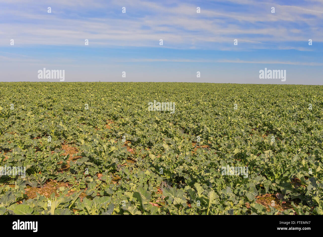 Campo verde di broccoli in primavera contro il cielo blu chiaro, rurale o sfondo naturale Foto Stock