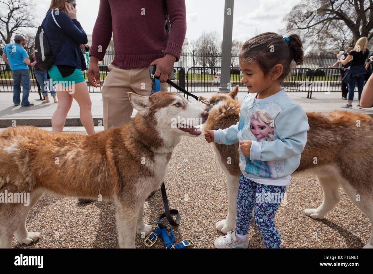 Piccola ragazza (di età compresa tra i 3, 4, 5,) interagente con i cani di grossa taglia - USA Foto Stock