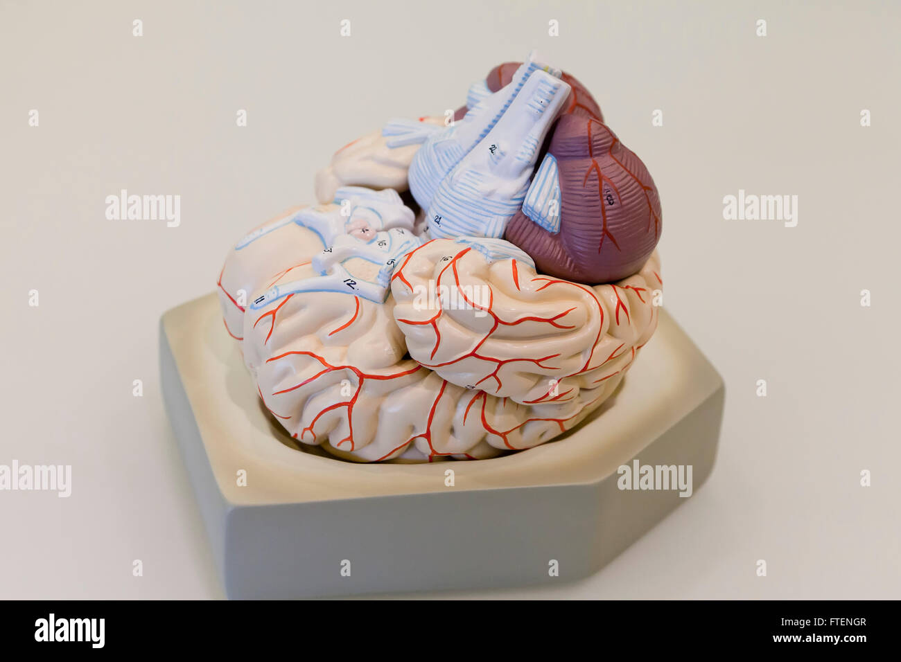Cervello umano modello - USA Foto Stock
