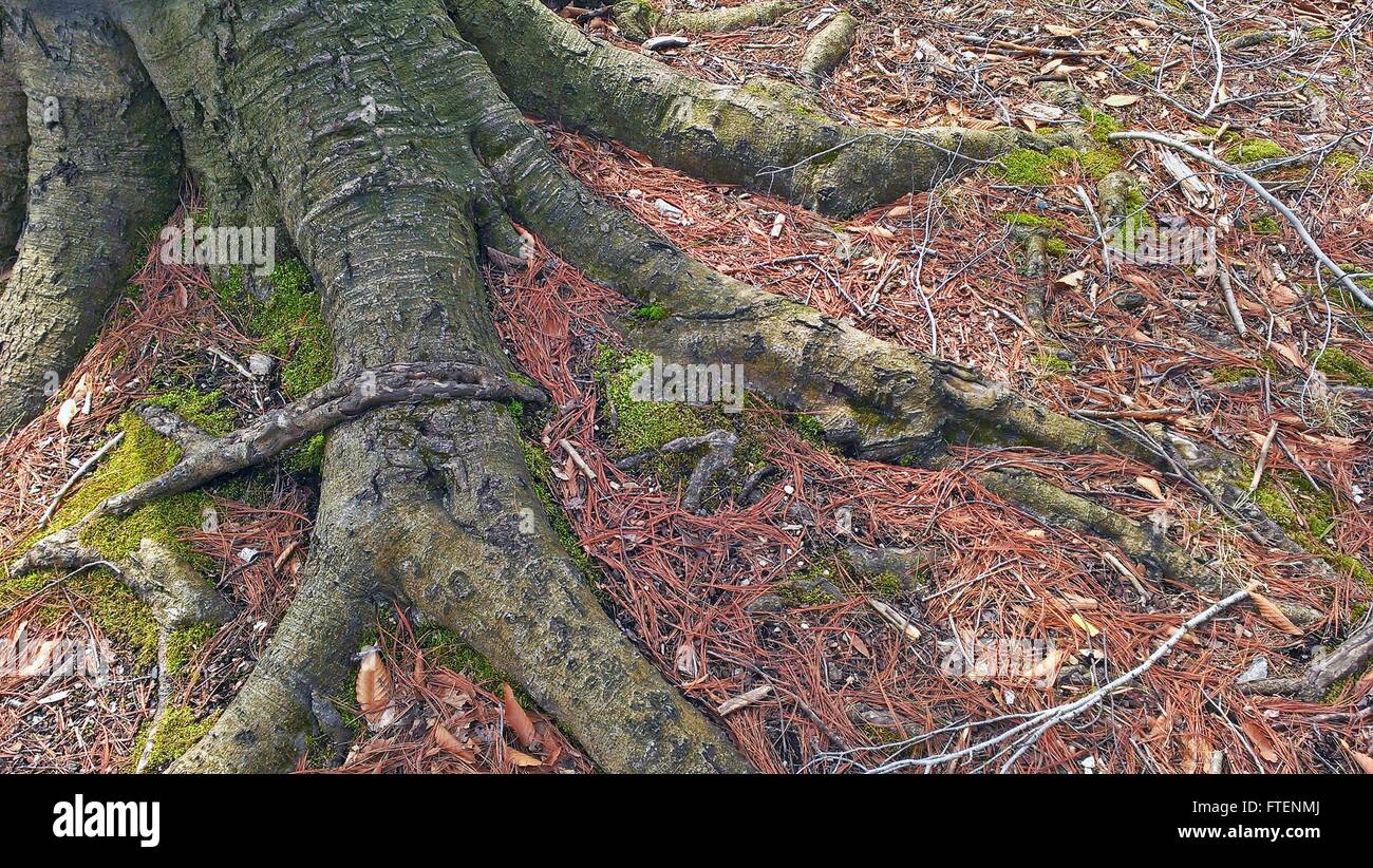 Radici di albero esposta al di sopra del suolo con secchi aghi di pino e Moss. Foto Stock