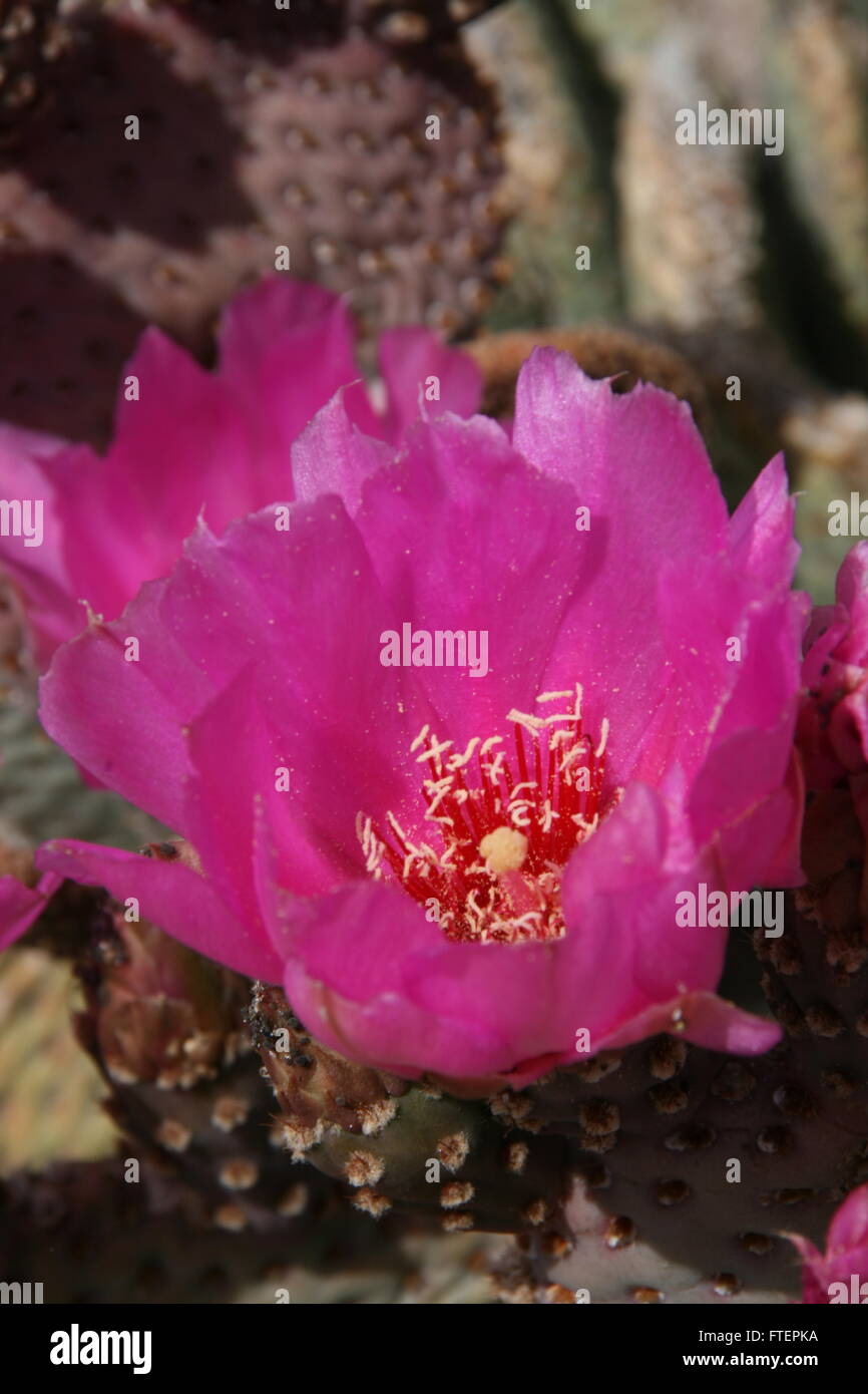 Coda di castoro fioritura di Cactus Foto Stock