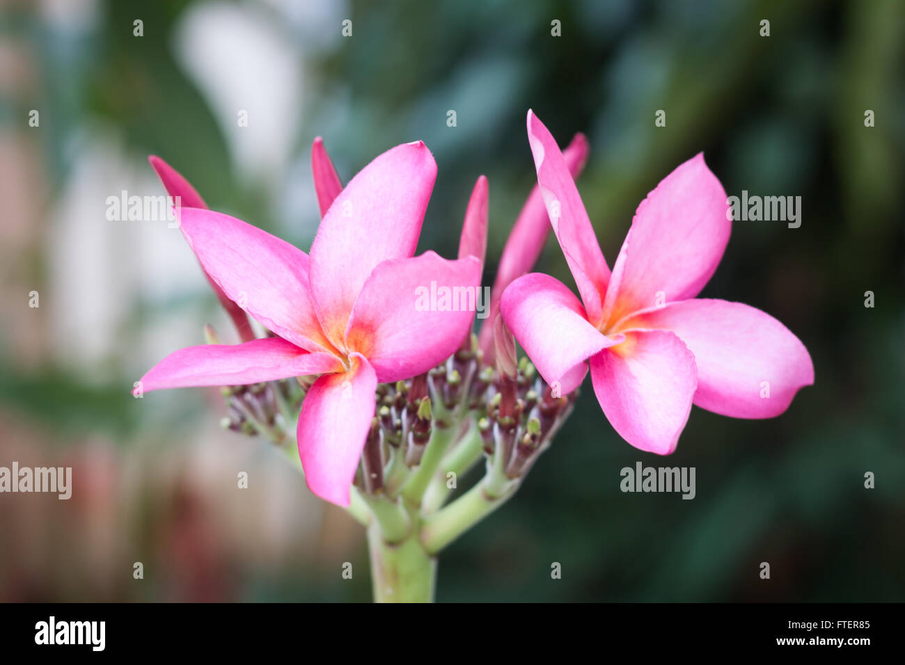 Rosa fiori di frangipani su albero, stock photo Foto Stock