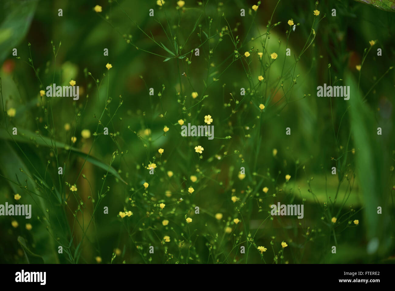 Piccolo giallo fiori selvatici contro a sfocare lo sfondo di colore verde Foto Stock