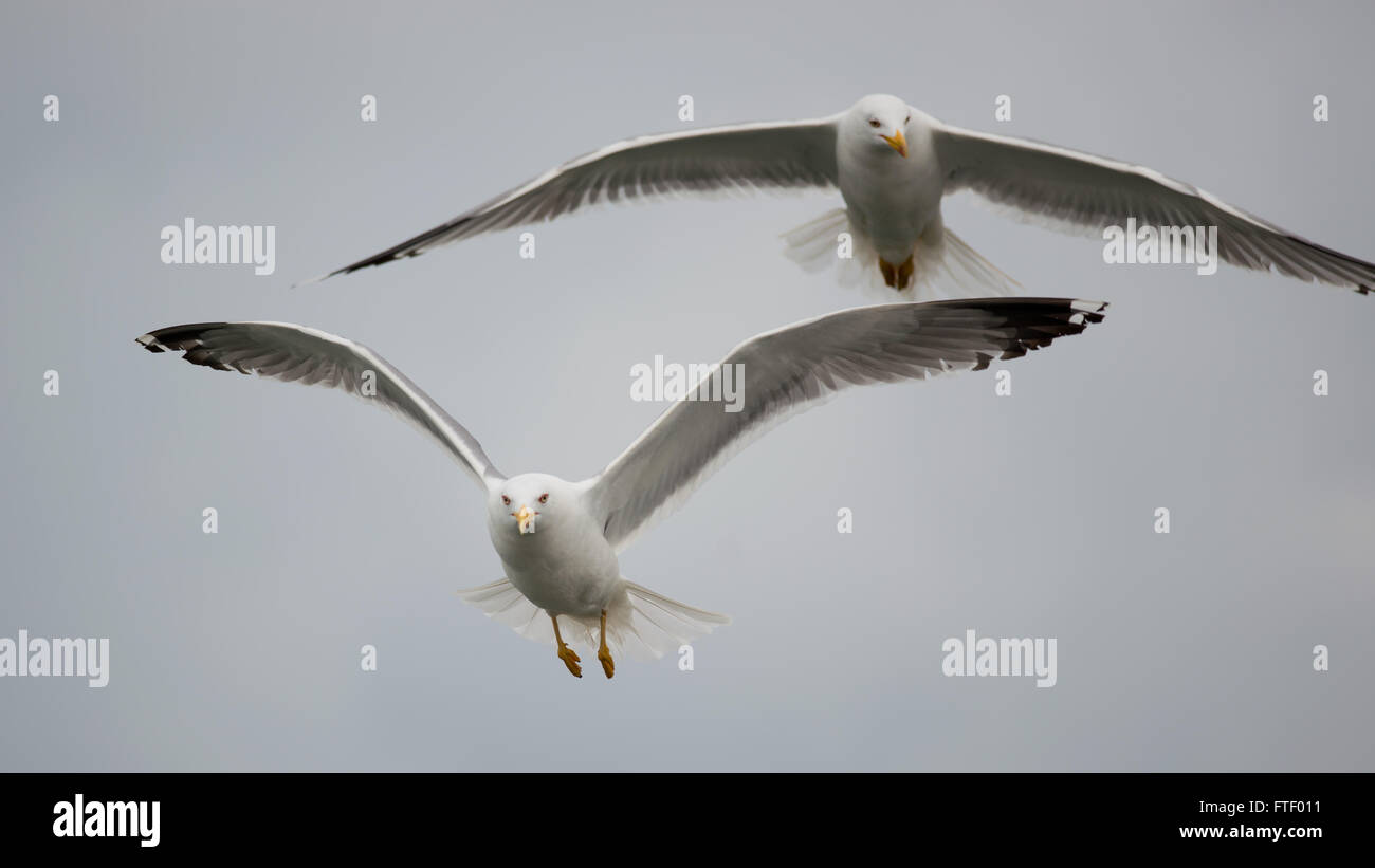 Gabbiano mediterraneo tipico uccello della famiglia laridae Foto Stock