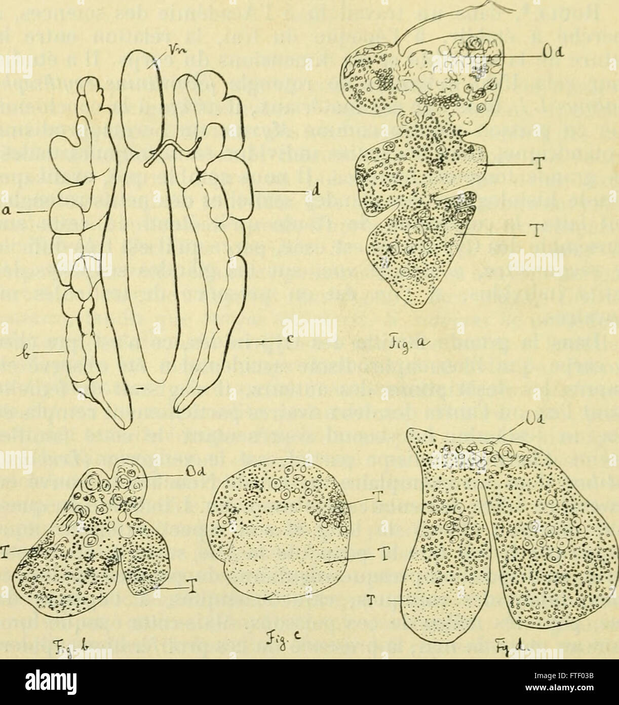 Bulletin de la Société neuchloise des Sciences Naturelles (-1898) Foto Stock