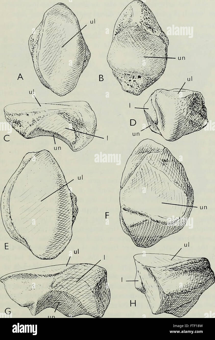 Bollettino del Museo Britannico di storia naturale), geologia (1964) Foto Stock
