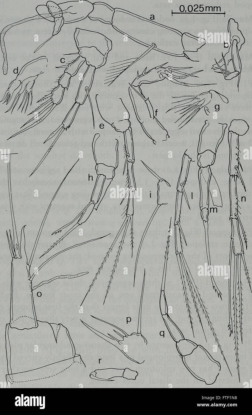 Annali del Museo civico di Storia Naturale Giacomo Doria (1994) Foto Stock