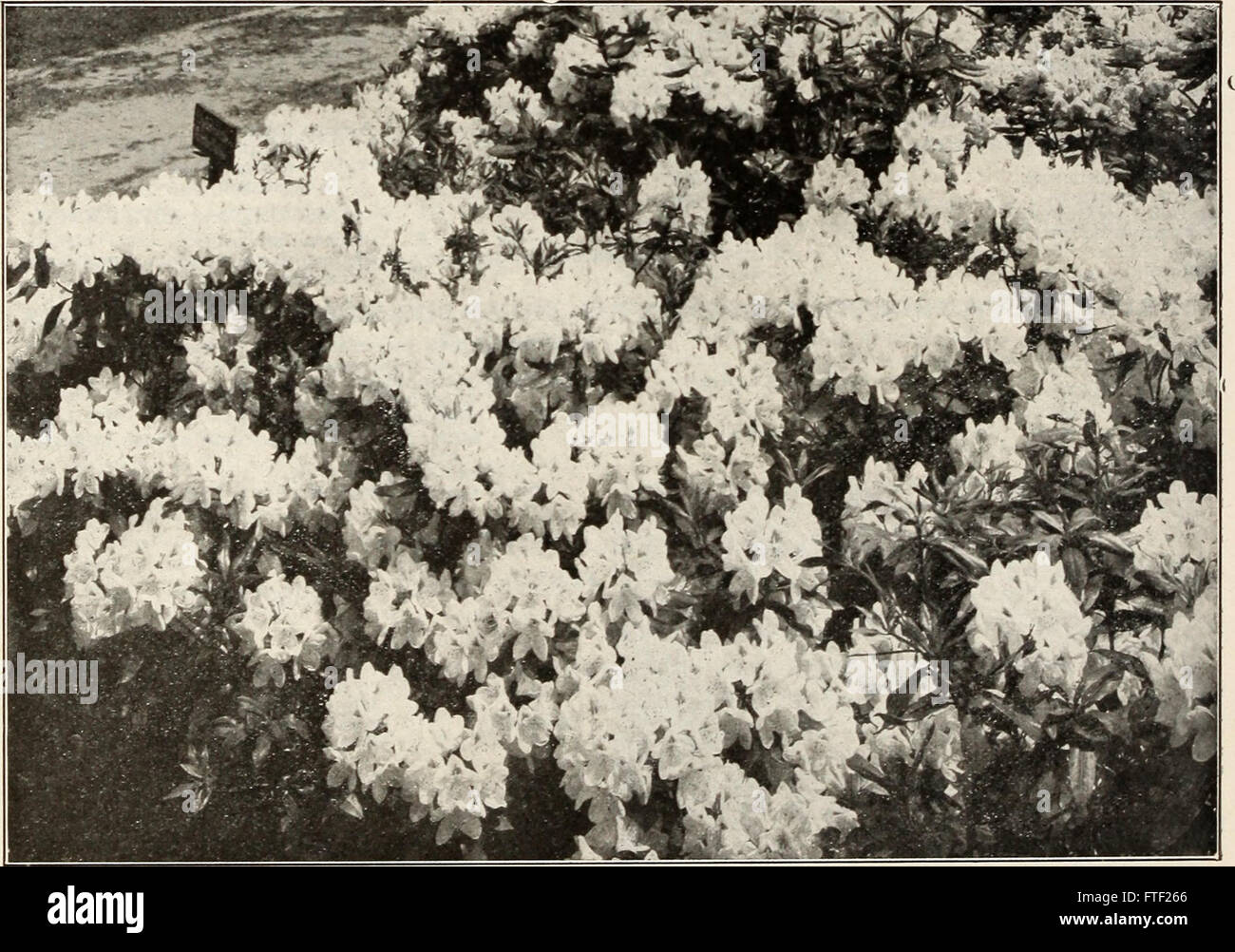 Il catalogo di Mount Hope Nurseries, fondato nel 1840, offre un elenco completo di piante e alberi disponibili per la vendita, che riflette il ruolo del vivaio nell'orticoltura americana all'inizio del XX secolo. Foto Stock