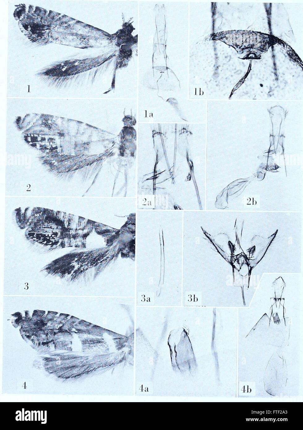 Catalogo dei tipi esemplari di Microlepidoptera nel British Museum di Storia Naturale) descritto da Edward Meyrick - da J.F. Gates Clarke (1955) Foto Stock