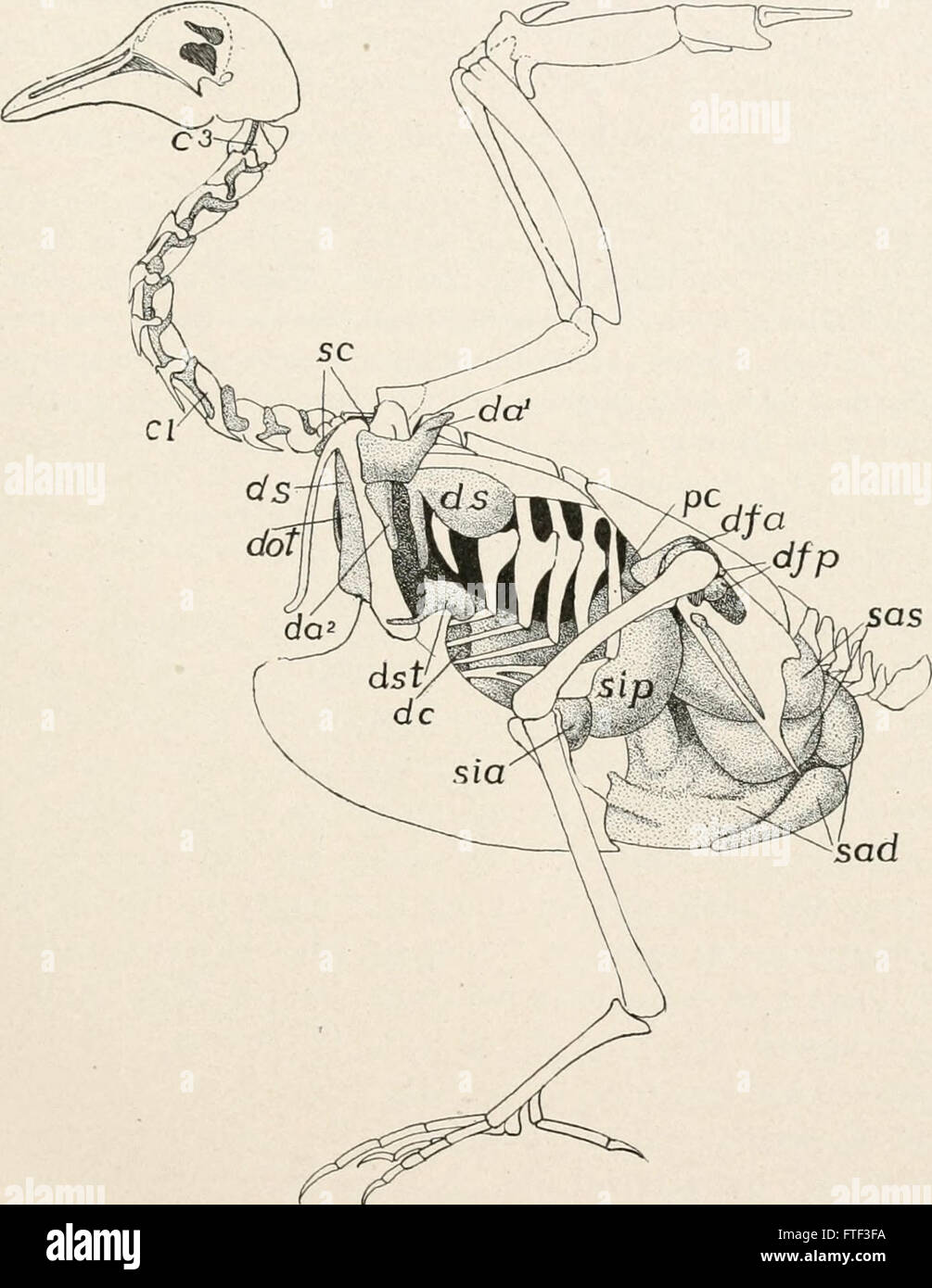 "Comparative Anatomy of vertebrates" (1912) studia le somiglianze anatomiche e le differenze tra le specie di vertebrati, offrendo una visione dettagliata del loro sviluppo evolutivo. Foto Stock