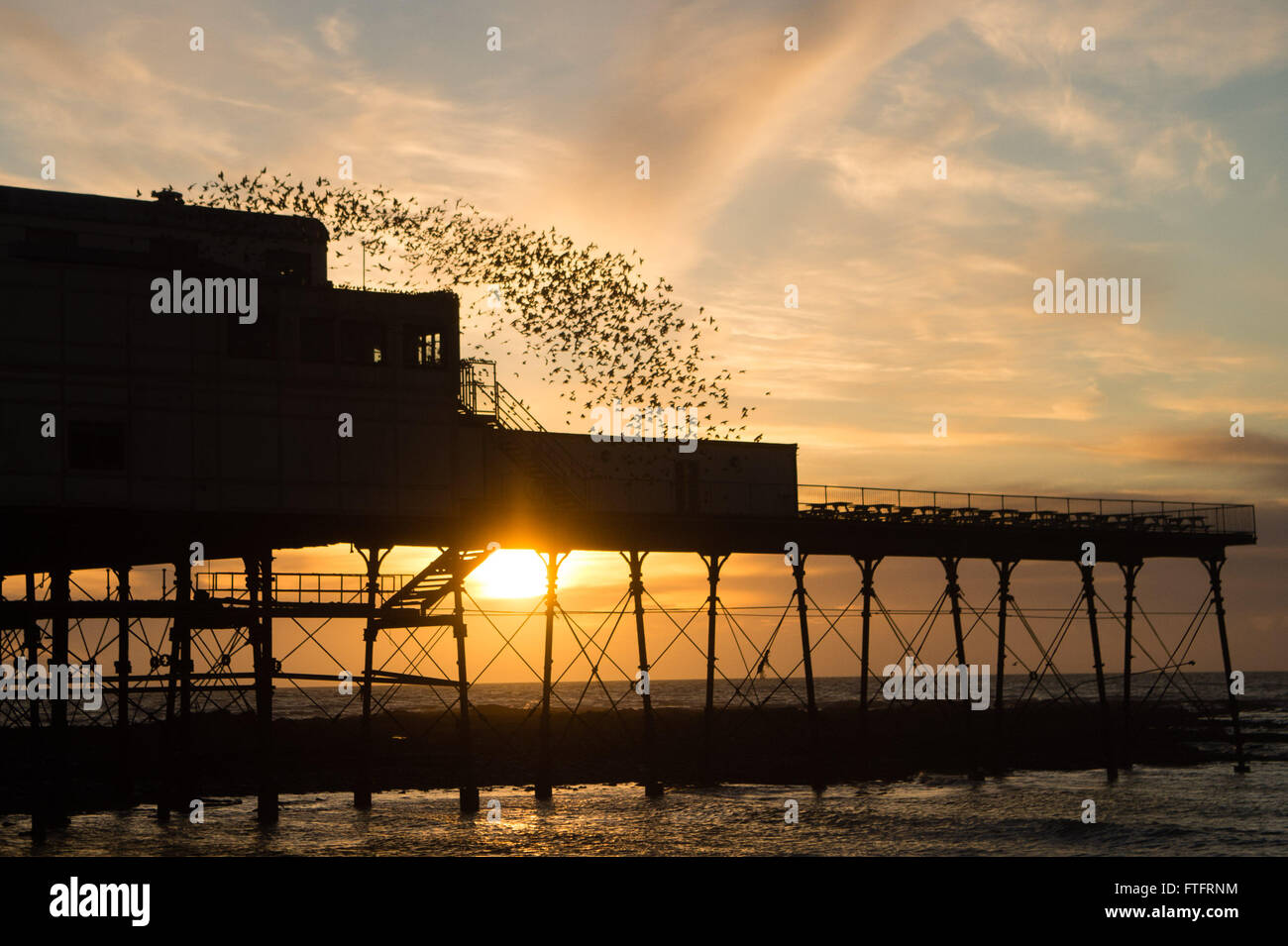 Aberystwyth Wales UK, Lunedì 28 Marzo 2016 UK meteo:s le ultime greggi di minuscoli storni volare in spettacolari 'murmurations' su Aberystwyth pier come il sole tramonta sul mare in Aberystwyth . Gli uccelli sono ora quasi il tempo quando partiranno per i loro motivi estivi in Scandinavia e in Europa orientale Photo credit: Keith Morris / Alamy Live News Foto Stock