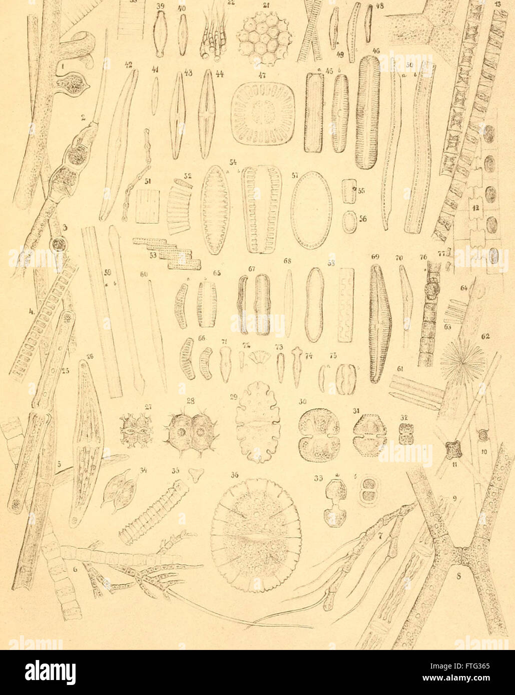 "Die einfachsten Lebensformen" (1878) è una storia naturale sistematica di organismi microscopici d'acqua dolce, che descrive dettagliatamente la loro classificazione biologica e i loro ruoli ecologici. Foto Stock