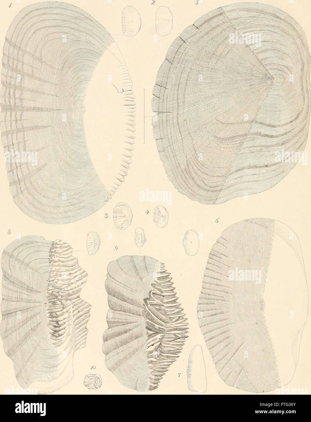 Die fossilen Fischschuppen aus dem PlC383C2A4nerkalke in Strehle (1868) Foto Stock