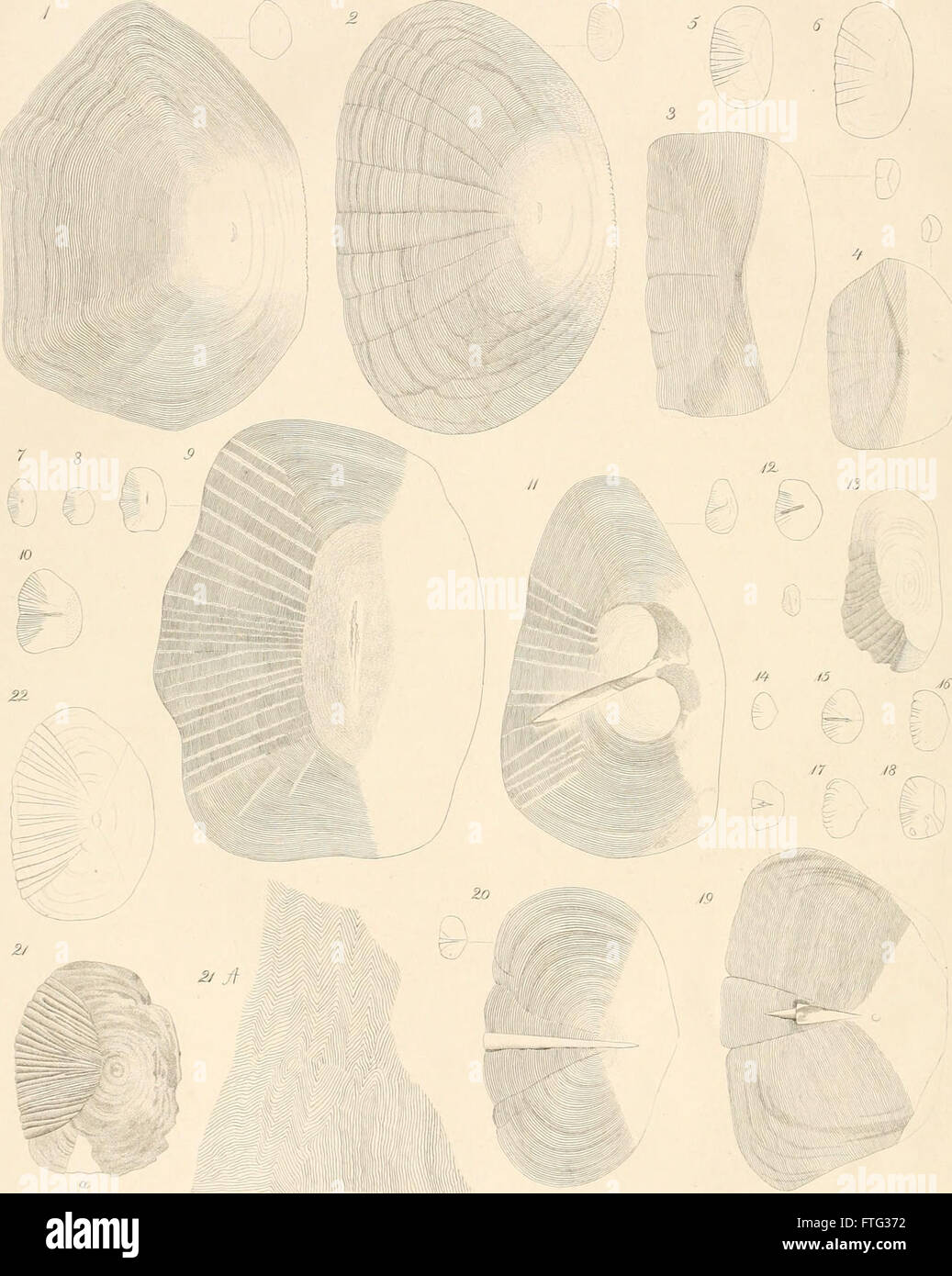 Die fossilen Fischschuppen aus dem PlC383C2A4nerkalke in Strehle (1868) Foto Stock