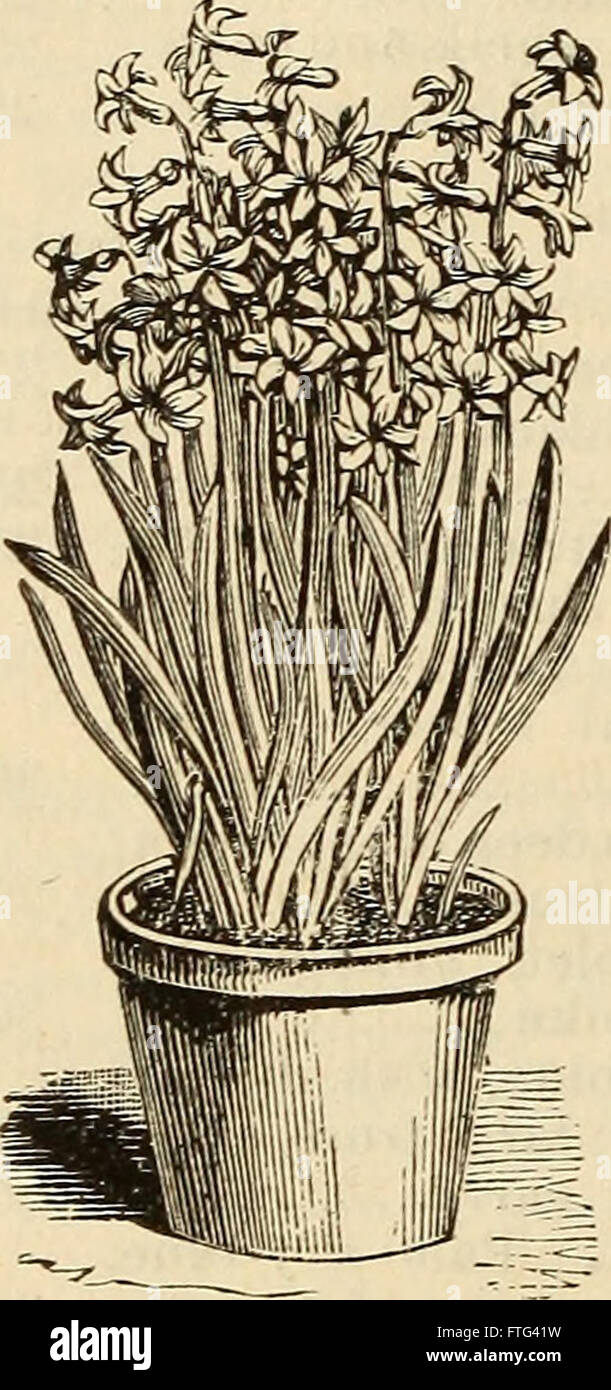 Dreer il catalogo descrittivo dei bulbi, piante, ecc. con le indicazioni per la cultura e la gestione delle radici a bulbo (1882) Foto Stock