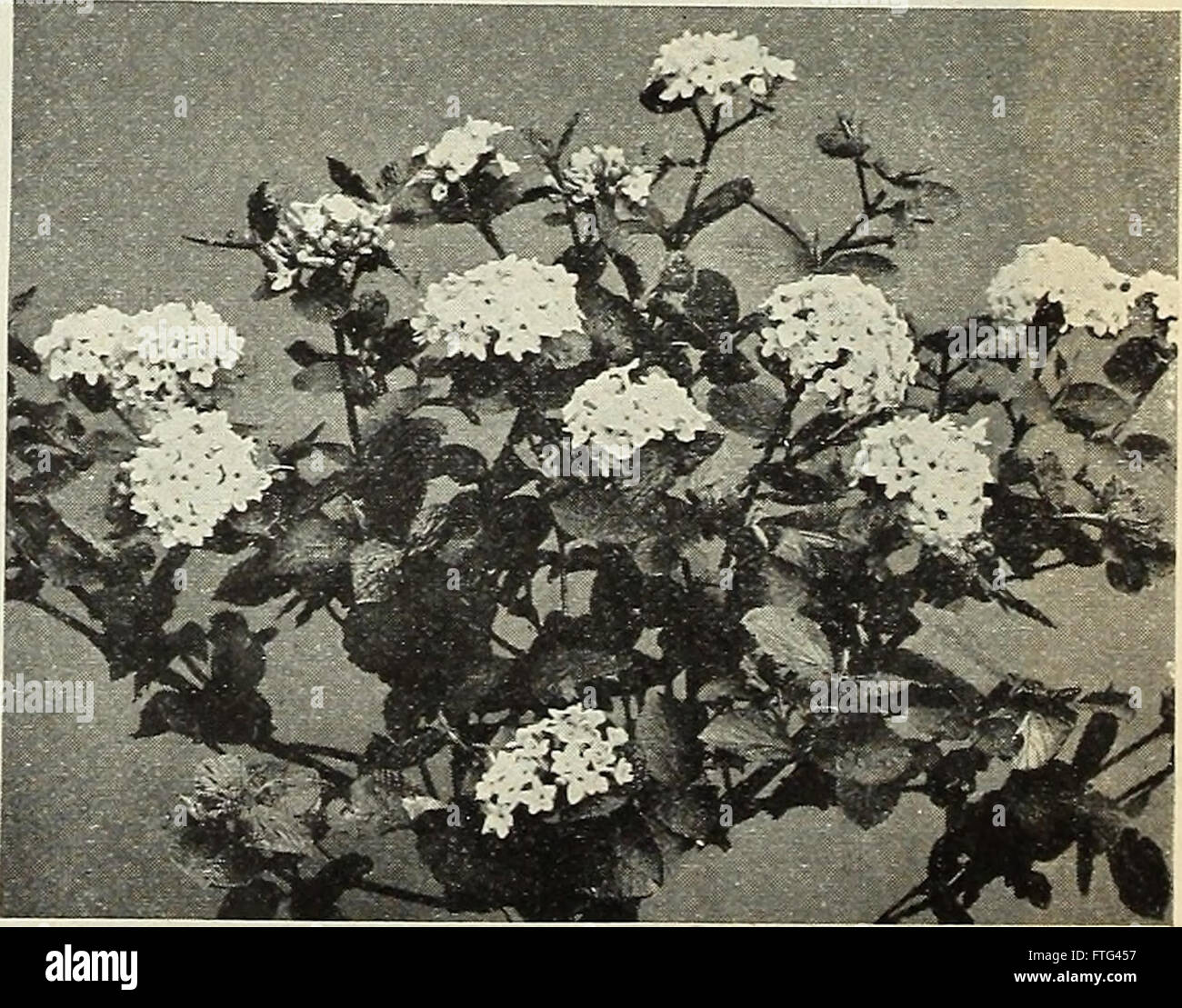 Dreer all'ingrosso Listino prezzi - semi di fiori per fioristi impianti per fioristi lampadine per fioristi fertilizzanti, fungicidi, insetticidi, attrezzi, ecc. (1916) Foto Stock